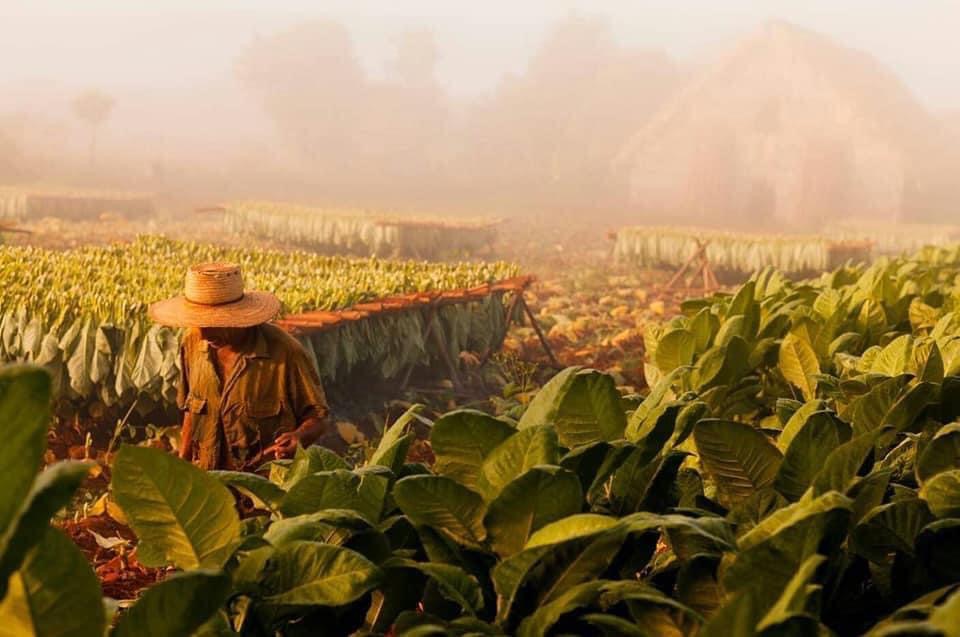 Excursiones a plantaciones de café en Cuba Viñales