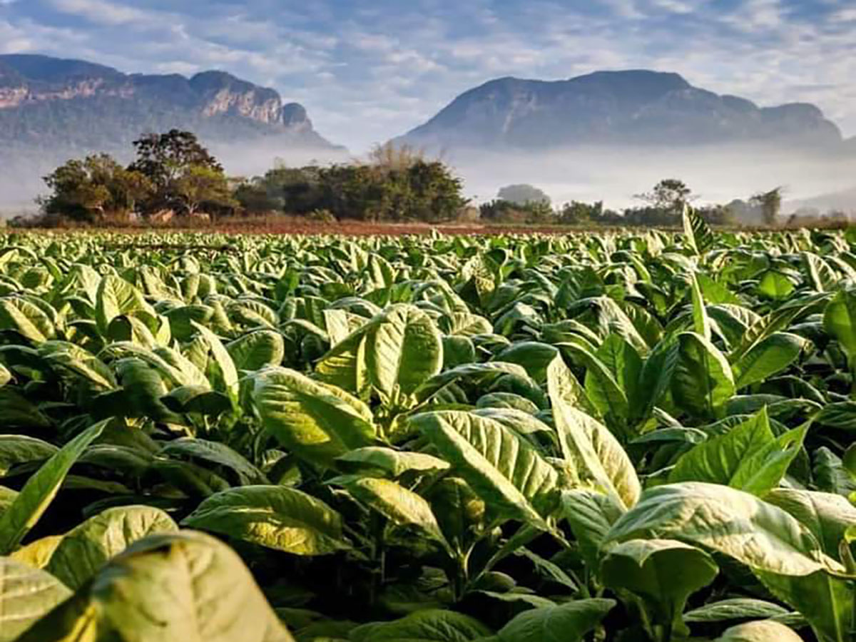 Excursiones a el valle de vinales en Cuba